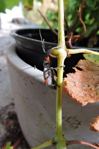 Vine climbing Weevil