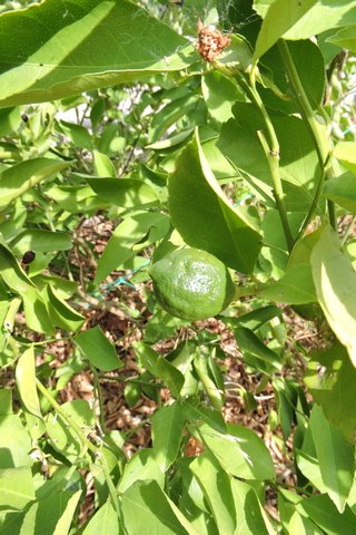 One Meyer lemon forming