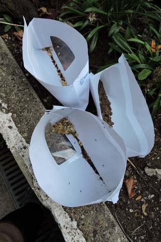 Collecting seeds