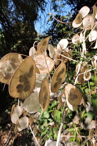 Honesty seeds in their full moon shaped pod