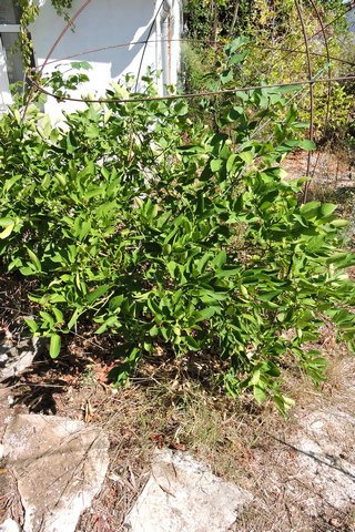 My Meyer Lemon is green if a little thirsty