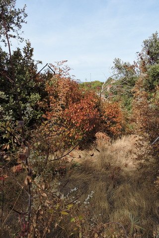 Those deciduous trees we do have are showing their autumn colours