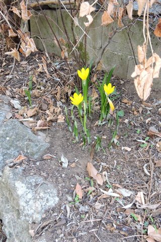 Autumn Daffodil in flower this week