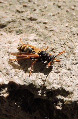 One of my European Wasps this week