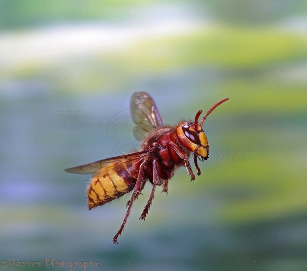 A European Hornet in flight