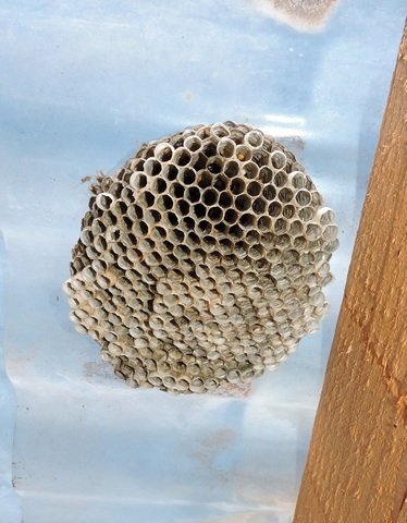 The same Paper Wasp nest, now empty and devoid of wasps, waiting for next spring