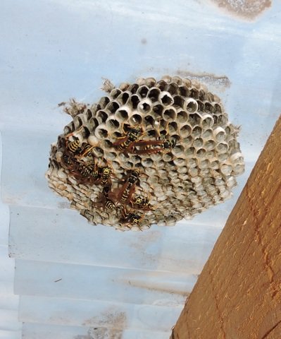 In the summer, Paper Wasps at work