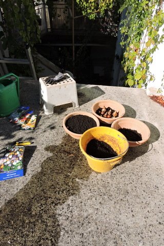 Potting up spring bulbs