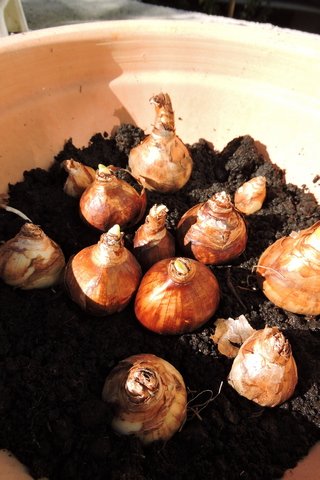 The Narcissi bulbs have already sprouted