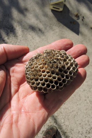 Paper Wasp nest mushroom