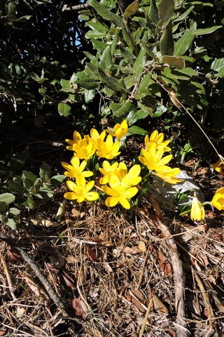 Autumn Daffodil