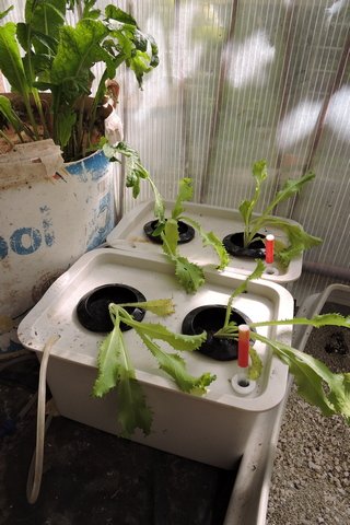 Hydroponic lettuce