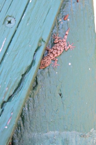 One of my garden lizards
