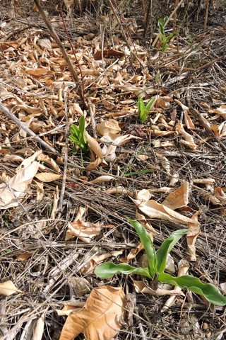 Madonna Lily leaves sprouting