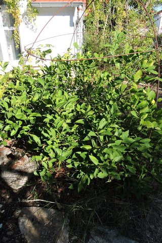 A Lemon tree looks healthy again