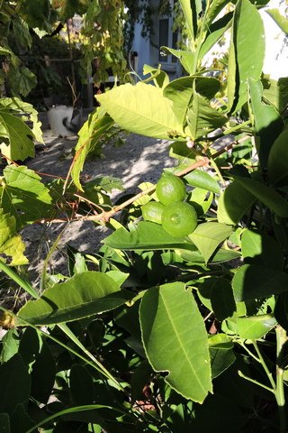 Young Meyer lemons