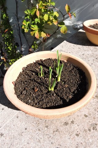 A bowl of spring bulbs