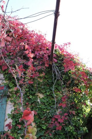 Parthenocissus autumn colours