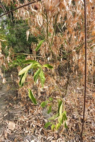 Some not so - this is an orange tree