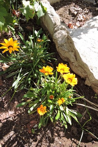 Gazania plants still in flower