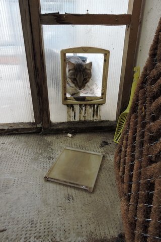 Ujak Gizmo surveys the damage