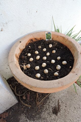 A pot of mixed Fritillaria bulbs