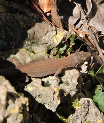A well fed lizard in the sunshine