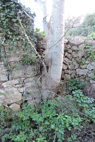 Someone let this seedling grow!